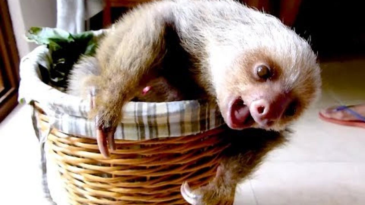 Embedded thumbnail for Cutest Baby Sloth Ever in Coole Videos #372 | Adorable Sloth Moments and Funny Animal Videos