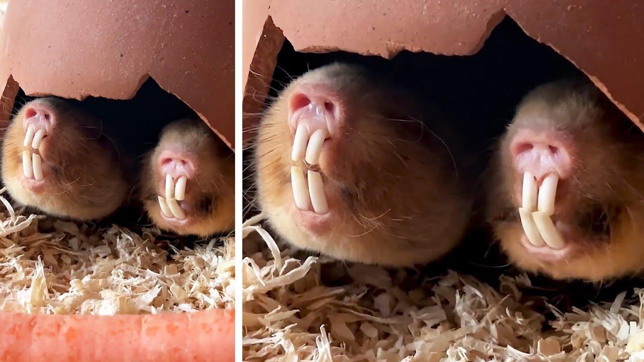 Embedded thumbnail for Die besten Videos 2024 von Stern DuTube mit lustige Katzenpannen Compilation jetzt ansehen!