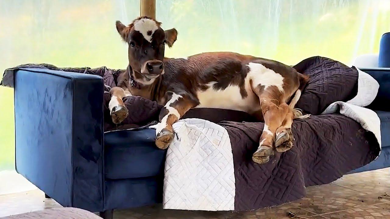 Embedded thumbnail for Die besten Videos 2024 || ✪ Stern DuTube - Lustige Katzenpannen Compilation für Tierliebhaber