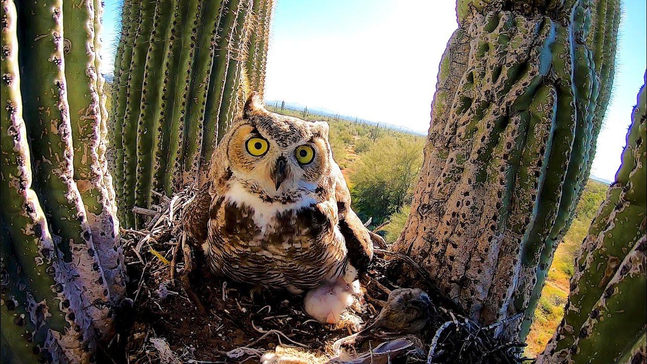 Embedded thumbnail for The Best Videos of All Time Part 29 Featuring Funny Cat Videos You Need to See