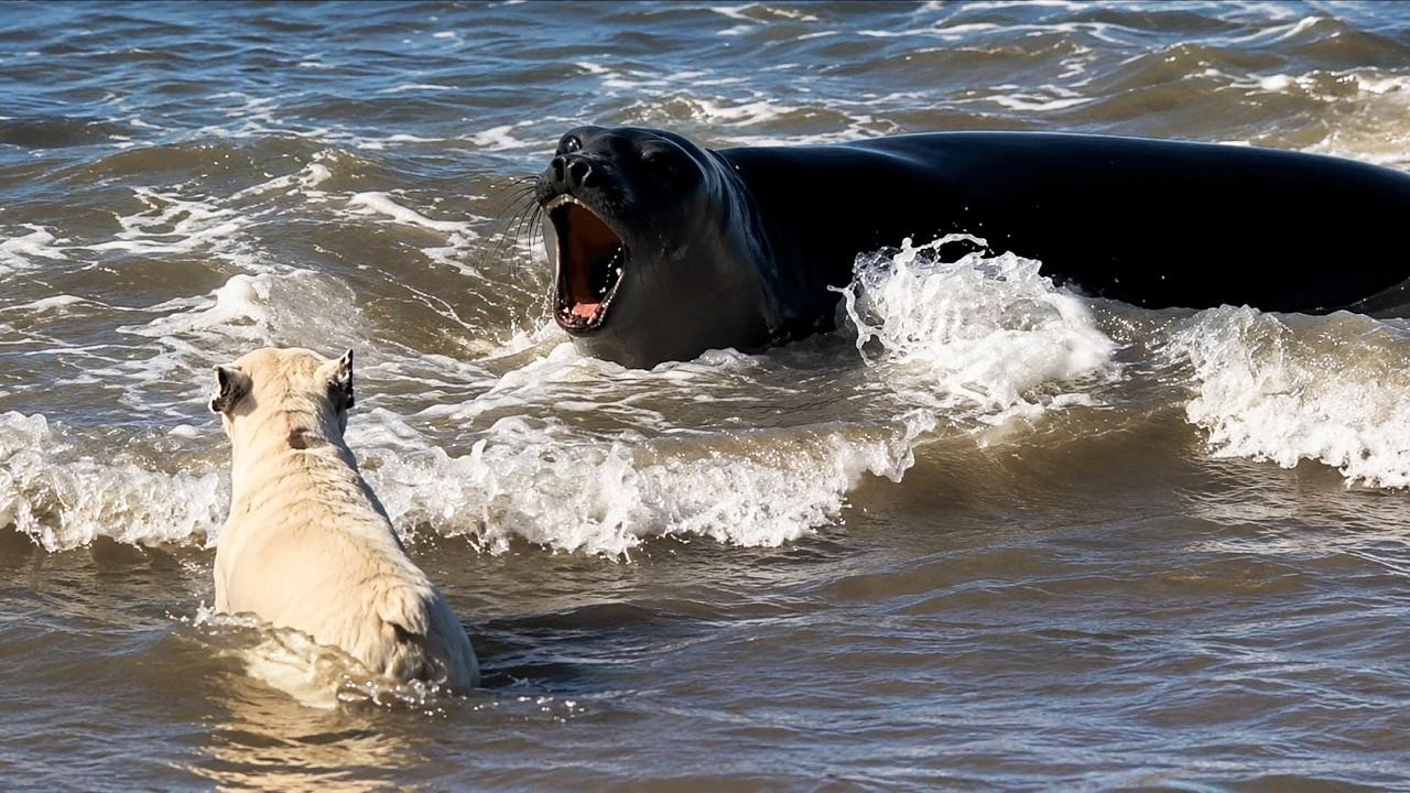 Embedded thumbnail for Les meilleurs vidéos 2026 sur Stern DuTube avec humour animalier 2025 à ne pas manquer