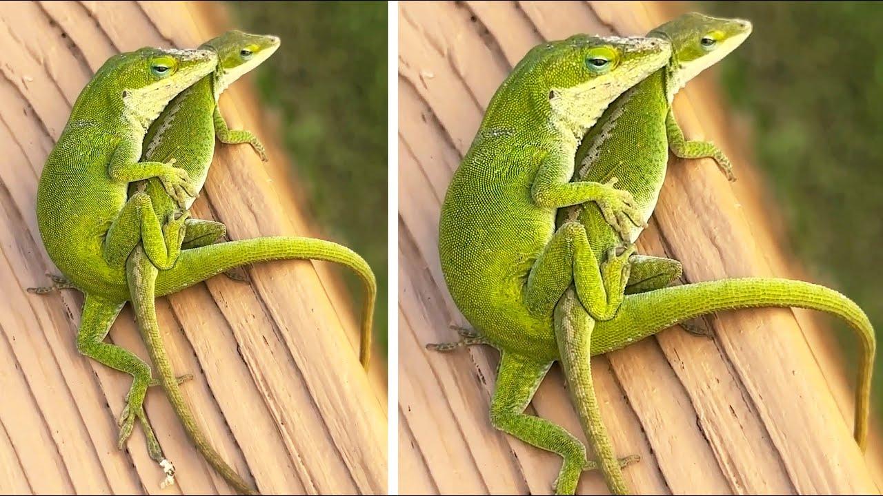 Embedded thumbnail for Die besten Videos 2024 (Teil 43) || Stern DuTube - süße Tier-Highlights für Tierliebhaber