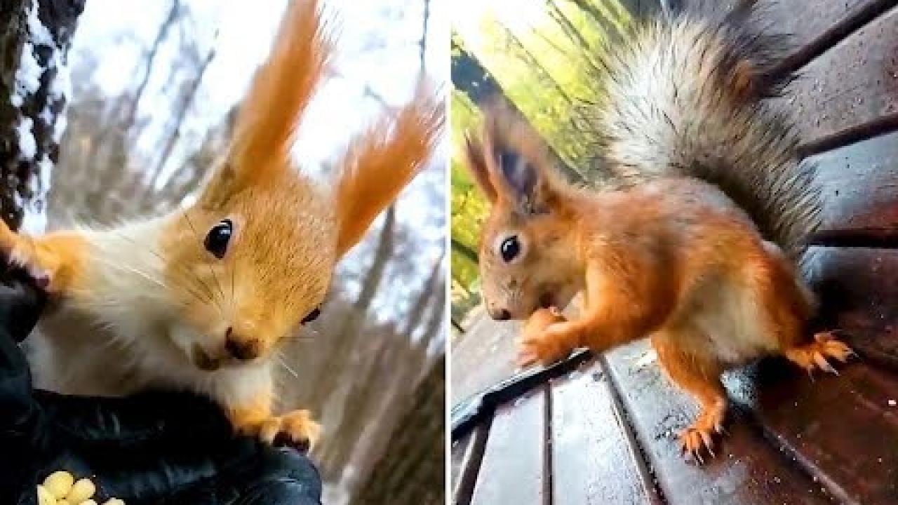 Embedded thumbnail for Best Videos Part 54 - Top Picks from Stern DuTube | Pet Humor 2025