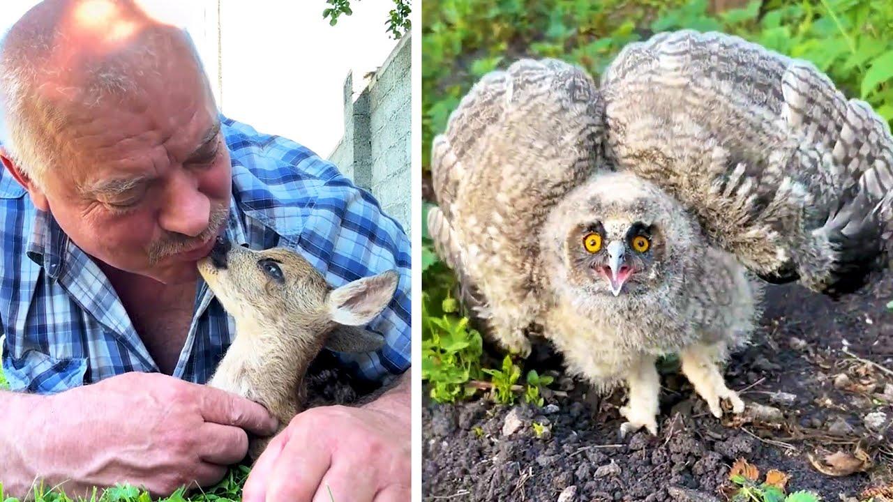 Embedded thumbnail for Die besten Videos 2024 aus Stern DuTube Haustier-Humor 2025