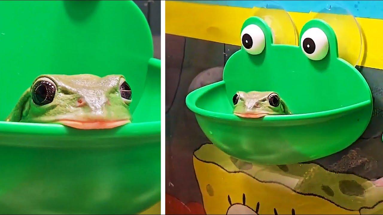 Embedded thumbnail for Die besten Videos 2024 Teil 4 || Stern DuTube Haustier-Humor 2025