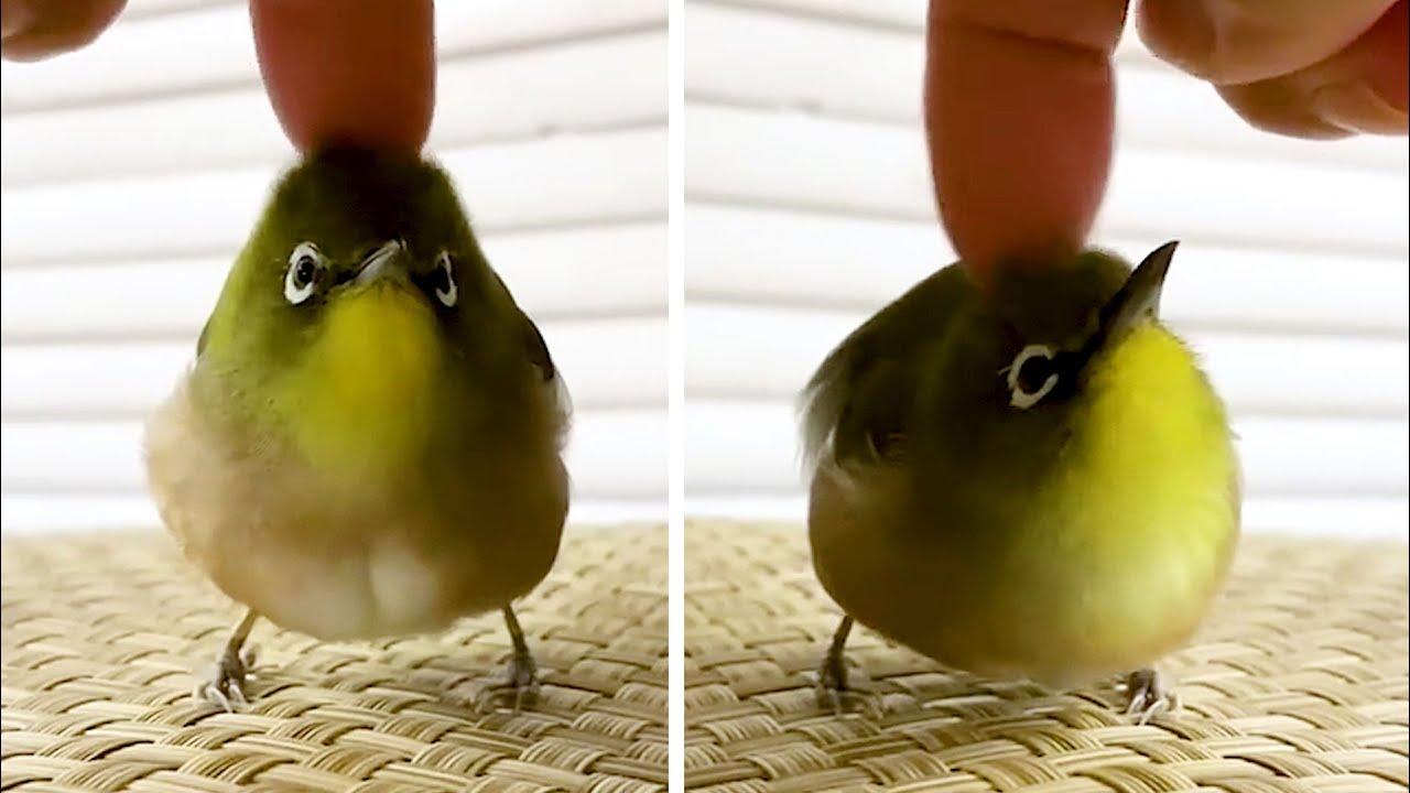 Embedded thumbnail for The Best Videos Part 68 || Stern DuTube Compilation of Top Clips