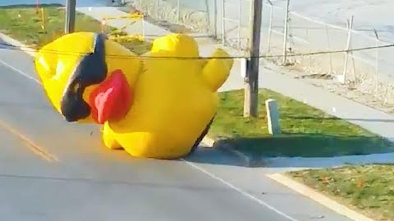 Embedded thumbnail for Cool Videos #320: Duck in the Street || ✪ Stern DuTube - Watch More Viral Videos